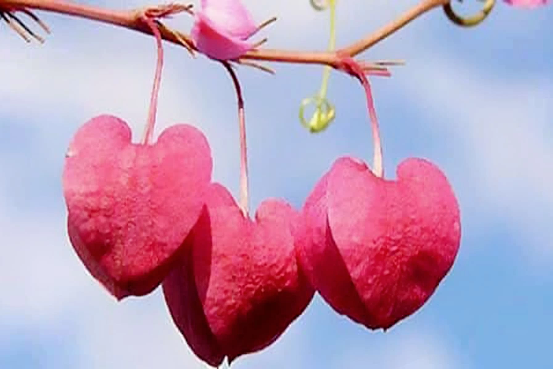 الحب المباح بين الرجل والمرأة